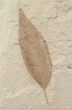 Fossil Cedrelospermum & Mimosite Leaves - Green River Formation #16341-1